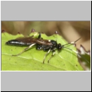 Stenichneumon militarius - Schlupfwespe w01d 15mm - fdet02.jpg